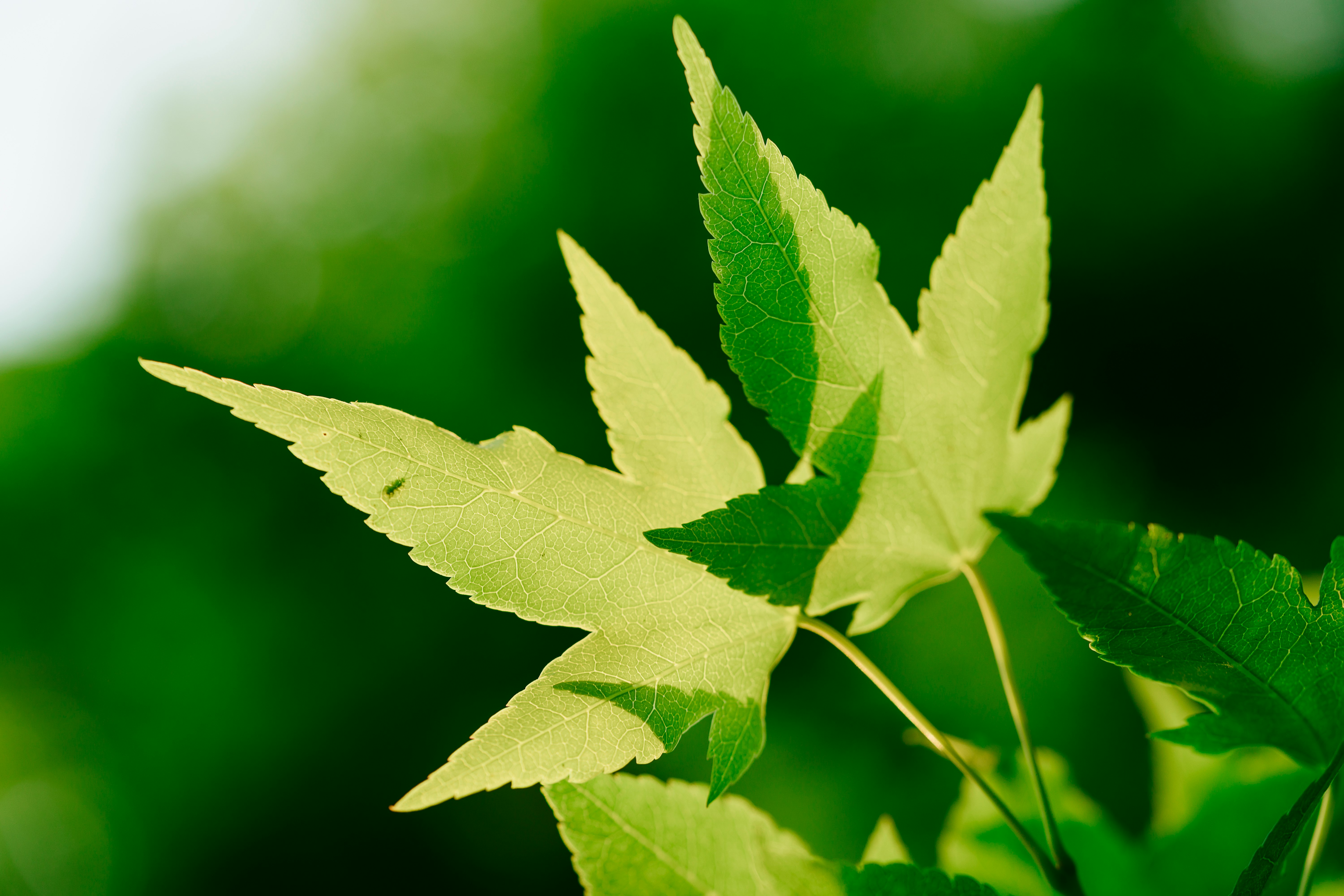 green leaf in macro lens